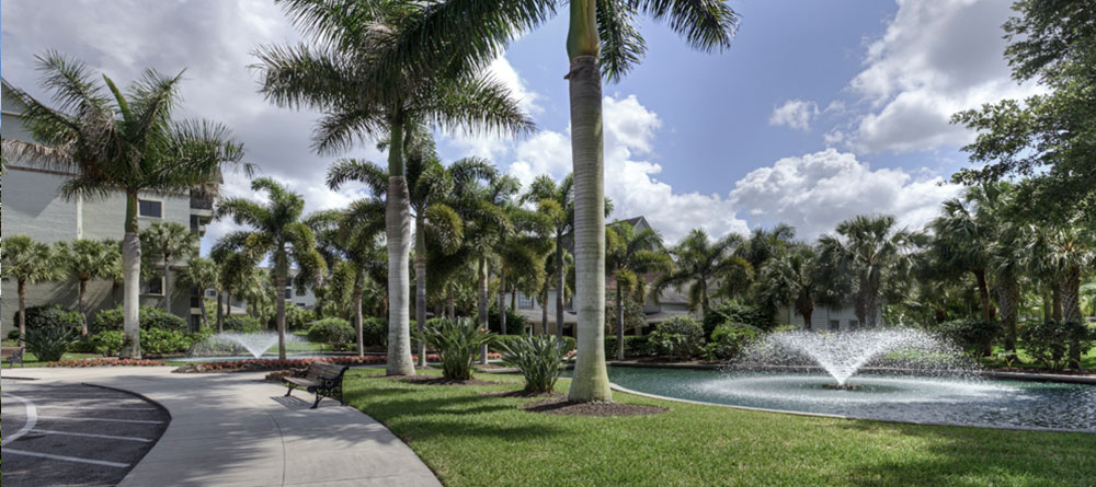 palm trees and fountain in park